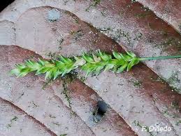 Image result for Sacciolepis indica