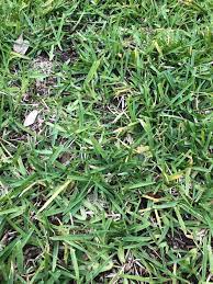 Pictures of overwatered st augustine grass. How To Make St Augustine Grass Spread Quickly Step By Step Guide