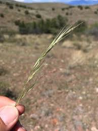 Image result for Aristida pilgeri