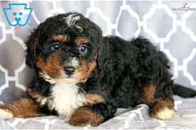 Shiba inus are an ancient breed from japan, bred originally to hunt boar, bears and birds. Kibble Bernedoodle Puppy For Sale Near Lancaster Pennsylvania 2918f7fc Dbb1