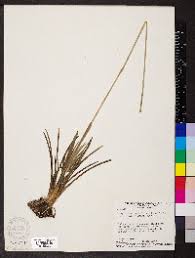 Image result for Syngonanthus longibracteatus