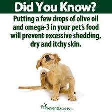 My Husky Sheds Like Crazy Maybe This Will Help Dogsandpuppiesforsale Dog Remedies