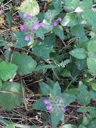 Image result for Clinopodium uhligii