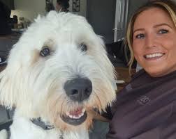 Helping a goldendoodle puppy with car sickness?