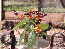 Image result for Psychotria pumila