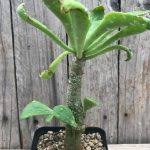 Image result for Kleinia sp.no.1