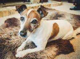 The vet will get a sample of the skin growth using a thin needle. Skin Tags And Dogs