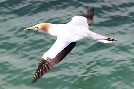 Big Black Bird With White Wing Tips Do You Know The Different Seabirds Sea Birds Marine Bird White Bird