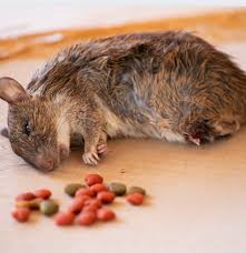 Image result for ratpoison