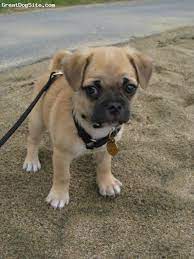 Chug Chihuahua Pug Mix Chihuahua Pug Mix Chug Puppies Pug Mix