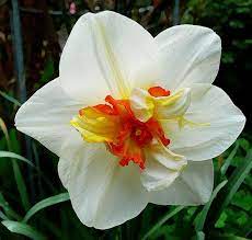 Narcissus Flower Drift Narcissus Flower Day Lilies Narcissus Plant