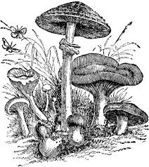 Black And White Mushroom Pictures Http Etc Usf Edu Clipart 25700 25744 Mushroom 25744 Md Gif Drawings Mushroom Drawing Drawing Clipart
