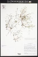 Image result for Oldenlandia echinulosa