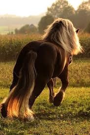 pin von stefanie melendez auf hoofshu grosse pferde pferde pferde wallpaper