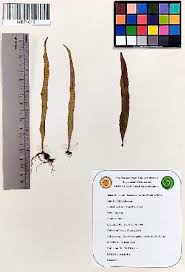 Image result for Lepisorus schraderi