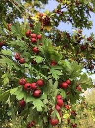 Weissdorn Marmelade Jetzt Ist Die Richtige Zeit Weissdorn Marmelade Essbare Pflanzen