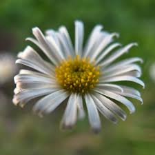 Image result for Wahlenbergia paludicola