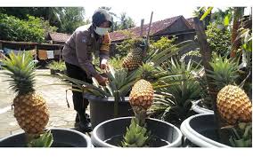 Bagaimana cara agar istri tetap bergairah dan menginginkan orgasme sampai klimaks? Polwan Ini Sukses Budi Daya Nanas Bagong Harianjogja Com