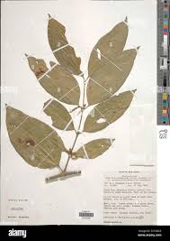 Image result for Gnetum