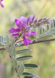 Image result for Indigofera sp.nov. aff. I chimanimaniensis
