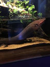 Electric Eel Pretty Fish Aquarium Fish Monster Fishing