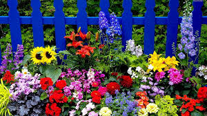 Different types of flowers hd images. Different Types Of Bright Flowers In Blue Fence Background Flowers Hd Wallpaper Peakpx