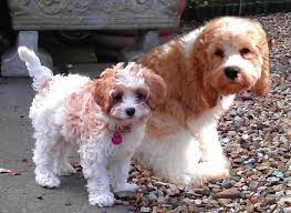 Maybe you would like to learn more about one of these? Cavapoo Breeders Ultimate Breeders List 2021