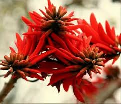 Image result for Erythrina abyssinica × lysistemon