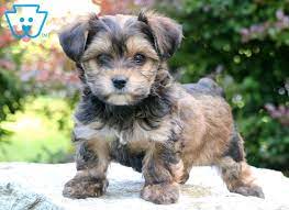 The current median price for all bich poo bichpoos sold is $1,197.50. Ashton Yorkiepoo Puppy For Sale Keystone Puppies Yorkiepoo Puppies Puggle Puppies Puppies