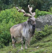 markhor wikipedia