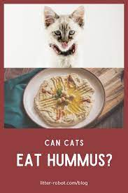 Can Cats Eat Hummus In 2021 Hummus Canning Healthy Snacks