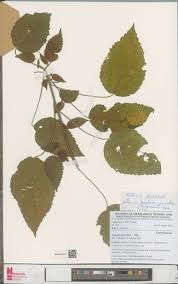 Image result for Acalypha welwitschiana