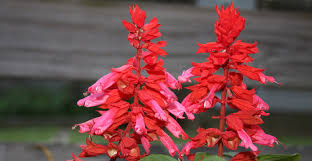 The best annuals for full sun include angelonia, california poppies, cosmos, signet marigolds, sunflowers and zinnias. Discover 12 Eye Catching Annuals That Are Perfect For Any Conditions Life S Dirty Clean Easy