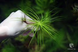 Image result for Eriocaulon matopense