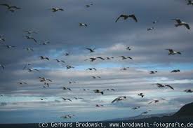 Umgekehrt versammeln sich in den weiter südlich gelegenen winterquartieren derart viele vögel, dass auch dort. Zugvogel Zugvogelarten Routen Winterquartier Bilder Grundschule