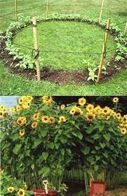 Gardening Blogs Uk Seed Business Consulting American Association Of Dermatologists Garden Center Gift Card Uk Urban Plants Sunflower House Sunflower Garden