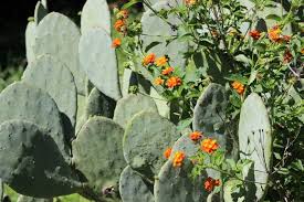 How to dose mescaline cacti properly. 30 Native Plants For Texas By Region Lawnstarter