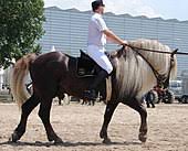 See more ideas about horses, pretty horses, beautiful horses. Flaxen Gene Wikipedia
