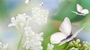 Leyenda Japonesa La Mariposa Blanca Japon Amino