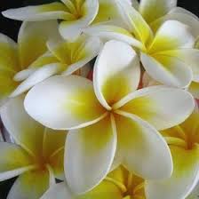 Fiona Neumann (flneumann) — Perfil