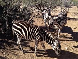 African animals list with pictures & facts. Shocked Review Of Out Of Africa Wildlife Park Camp Verde Az Tripadvisor