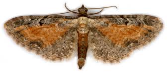 Image result for Eupithecia icterata