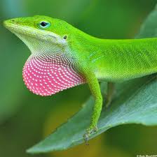 Black And White Tegu Lizard In South Carolina Anole Loved These Leetle Guys In San Antonio Lizard Animals Beautiful Reptiles And Amphibians
