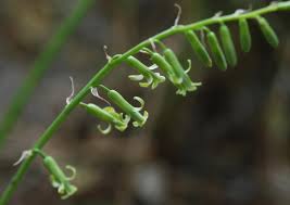 Image result for Dipcadi marlothii