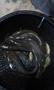 Lihat juga youtube ternak ikan keli yang sudah beredar. Ikan Keli Organik Startseite Facebook