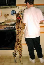 See more ideas about serval, serval cats, wild cats. African Serval Savannah Cat Savannah Cat Serval Cats Savannah Chat