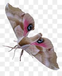 He actually believes it to be an artace species or possibly a. Venezuelan Poodle Moth Png And Venezuelan Poodle Moth Transparent Clipart Free Download Cleanpng Kisspng