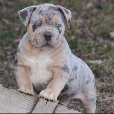 Crump's bullies pandora is one of the best xl pitbull puppies on earth. American Bully Xl Xxl Lilac Tri Merle Tri Xl Bully Puppies Mvp Bullies In 2021 Aussie Puppies American Bully Puppy Playground