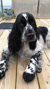 Black And White Cocker Spaniel Poodle Mix Engelsk Springer Spaniel Cockerpuppy Cocker Spaniel Dog Dogs Cocker Spaniel Puppies