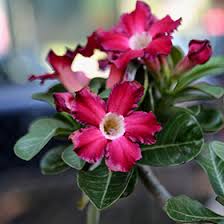 Image result for Adenium